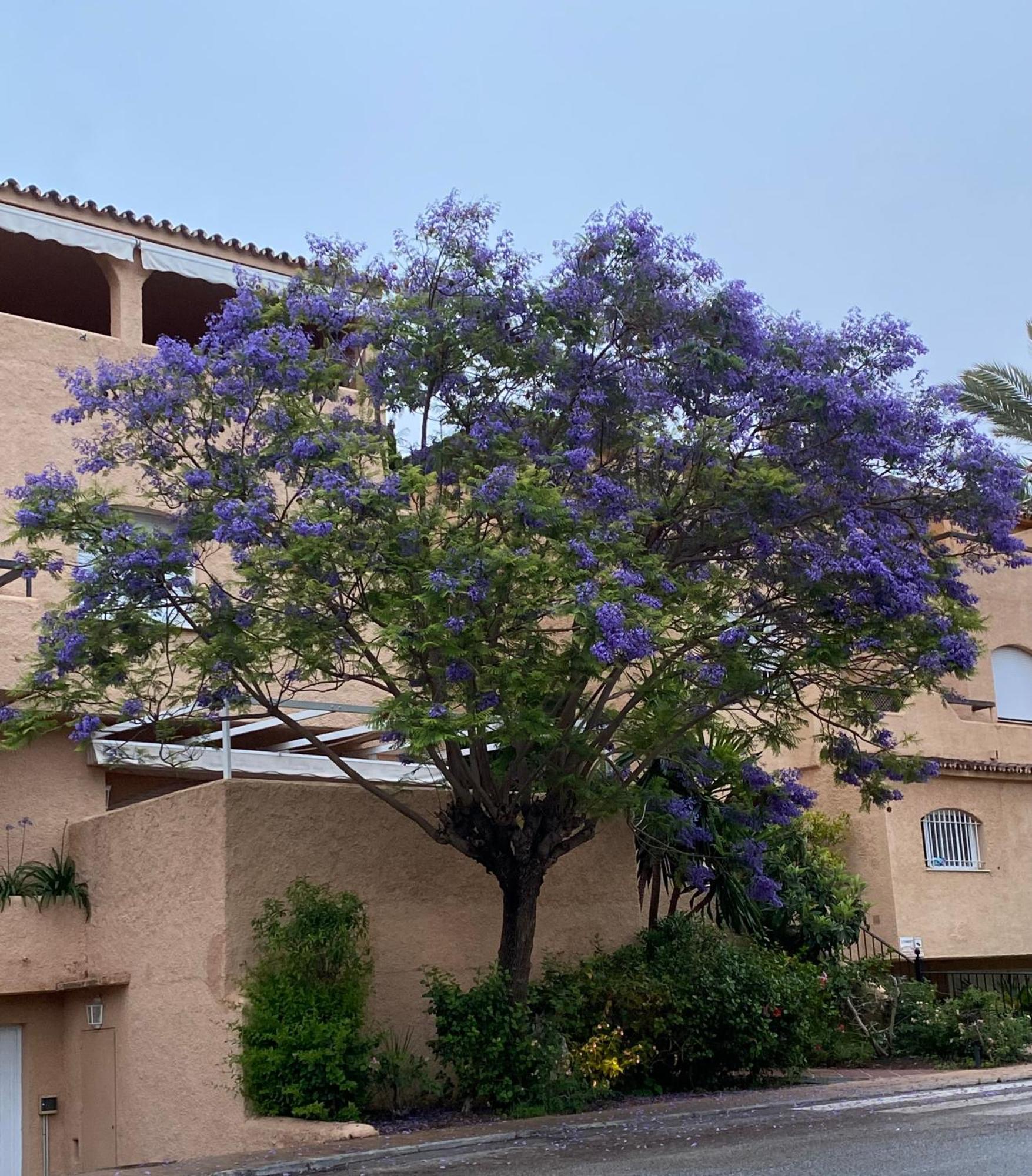 Apartamento Hacienda El Palmeral Puerto Banus Marbella Exterior photo